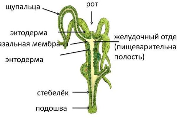 Kraken 13at зеркало