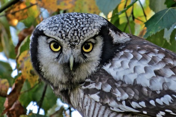 Кракен торговая